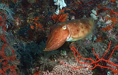 Raja Ampat 2016 - Sepia latimanus - Broadclub cuttlefish - Seiche - IMG_4588_rc